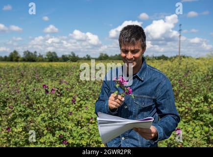 Schöner Landwirt, der hohe Malgutpflanzen in Feld überwacht. Männlicher Agronom mit einem hohen Malchzweig, der im Frühherbst lächelnd im Freien nachschaut. Stockfoto