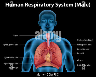 Menschliches Atmungssystem Stock Vektor