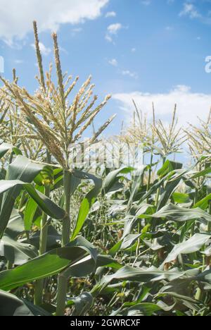 Im Feld wachsen Mais Stockfoto