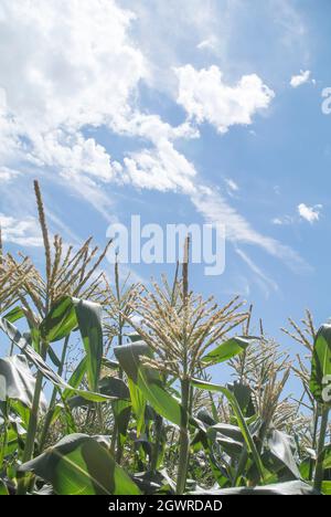 Im Feld wachsen Mais Stockfoto