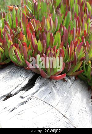 Das Makro der roten und grünen Blätter der Eispflanze (Carpobrotus edulis), das vom gebleichten weißen Baumstamm wächst. Die Eispflanze ist eine invasive Pflanze, die an der Küste A gefunden wird Stockfoto