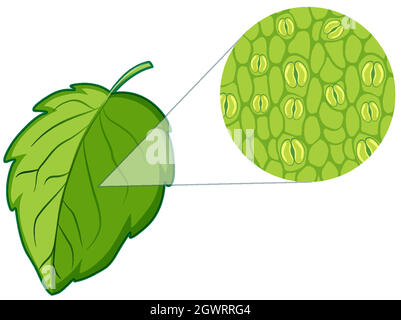 Diagramm mit Pflanzenzelle Stock Vektor