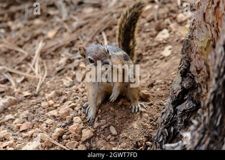 Goldgelber Erdhörnchen (callospermophilus lateralis), auf Hinterbeinen in der Nähe des Baumes stehend, mit Blick auf die Kamera. Stockfoto