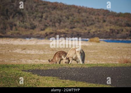 Weißes Ostgraues Känguru auf einem Wohnwagenpark Stockfoto