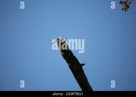 Neugieriger Rotbauchspecht (Melanerpes carolinus), der sich von seinem Barsch aus auf einem gebrochenen Glied umschaut Stockfoto