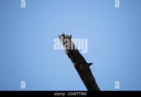 Neugieriger Rotbauchspecht (Melanerpes carolinus), der sich von seinem Barsch aus auf einem gebrochenen Glied umschaut Stockfoto