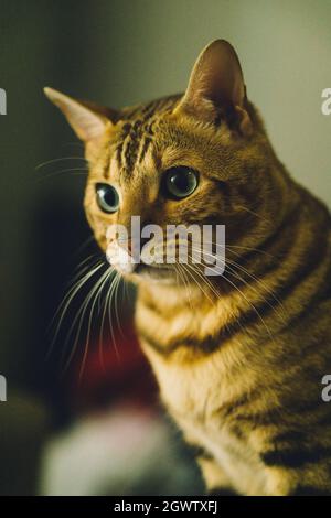 Die bengalische Katze namens Rex Stockfoto