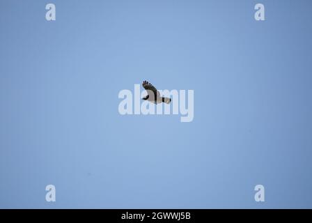 Rotschulter Falke (Buteo lineatus), der hoch am Himmel fliegt Stockfoto