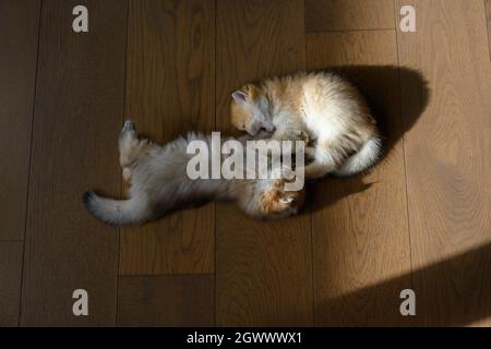 Zwei britische Kurzhaar-Kätzchen, die glücklich spielen, liegen auf dem Holzboden im Zimmer, der Blick von oben, das Morgenlicht wärmt und die Schatten sind Stockfoto