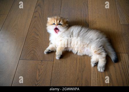 Kätzchen öffnet seinen Mund weit gähnend sieht Zähne und Zunge, Katze gerade aufgewacht und ist schläfrig, Draufsicht auf Katze schlafen auf Holzboden im Zimmer, Britisch l Stockfoto