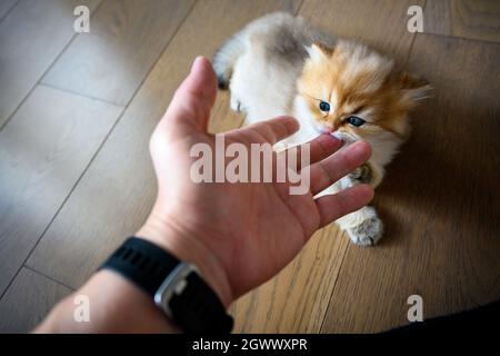 Kätzchen nagende Finger, Katze neckende Menschen die Hand, niedliche kleine britische Langhaar goldene Farbe beißen Finger und Spaß mit Menschen spielen, sehen f Stockfoto