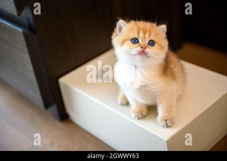 Britische Kurzhaar-Kätzchen sitzen auf einer Kiste auf dem Boden, hohe Ansicht sieht goldene Katze sitzen und schauen nach oben, niedliche junge Kätzchen spielen frech und Stockfoto