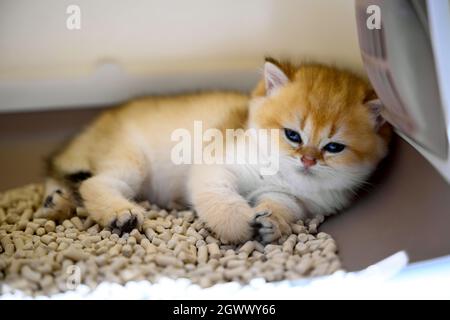 Niedliches kleines Kätzchen das Golden British Kurzhaar Kätzchen sitzt in der Wurfbox mit Tofu Katzenstreu und ist so sehr ermüden. Die Katze schläft in der Box. Stockfoto