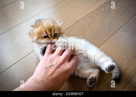 Kätzchen nagende Finger, Katze neckende Menschen die Hand, niedliche kleine britische Langhaar goldene Farbe beißen Finger und Spaß mit Menschen spielen, sehen f Stockfoto