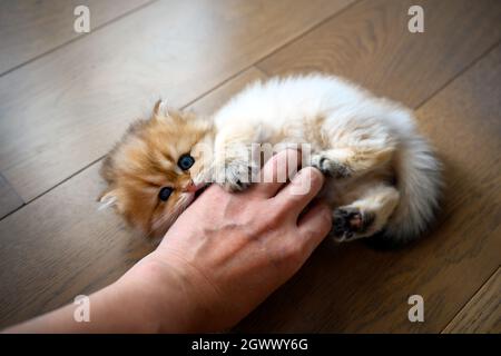 Kätzchen nagende Finger, Katze neckende Menschen die Hand, niedliche kleine britische Langhaar goldene Farbe beißen Finger und Spaß mit Menschen spielen, sehen f Stockfoto