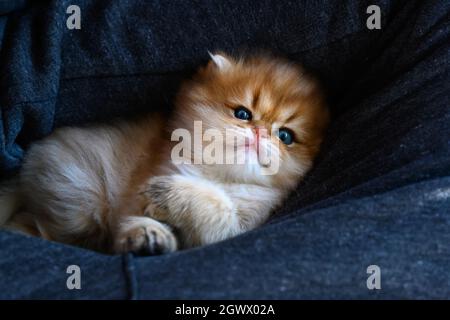 Kätzchen ruhen und entspannen in blauer Hängematte, britische lange Haare goldene Farbe liegt bequem in Rückenlage, Blick von oben. Eine gute Abstammung ca. Stockfoto