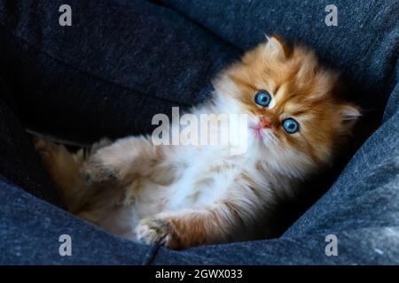 Kätzchen ruhen und entspannen in blauer Hängematte, britische lange Haare goldene Farbe liegt bequem in Rückenlage, Blick von oben. Eine gute Abstammung ca. Stockfoto