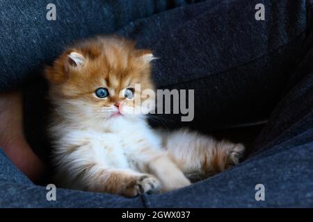 Kätzchen ruhen und entspannen in blauer Hängematte, britische lange Haare goldene Farbe liegt bequem in Rückenlage, Blick von oben. Eine gute Abstammung ca. Stockfoto