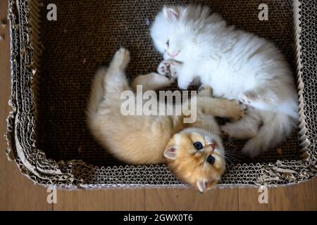 Zwei britische Kurzhaar-Kätzchen spielen glücklich in einer Pappschachtel liegend Blick von oben, weiße und orange Katzen sind frech und schauen nach oben. Stockfoto