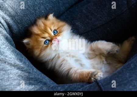 Kätzchen ruhen und entspannen in blauer Hängematte, britische lange Haare goldene Farbe liegt bequem in Rückenlage, Blick von oben. Eine gute Abstammung ca. Stockfoto