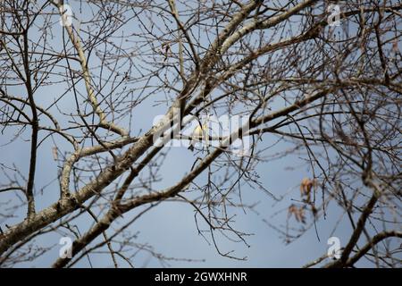 Der amerikanische Goldfink (Spinus tristis), der sein Brutgefieder bekommt, thront majestätisch auf einem Ast Stockfoto