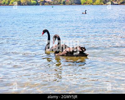 Ein Paar schwarze Schwäne, Phylum chordata, schwimmen im Frühling im neuseeländischen Rotorua um den ruhigen Lake Rotorua. Schwarzer Schwan steht für Liebe und Wohlstand in vielen Kulturen. Schwarze Schwäne stammen aus Australien, sind aber nomadisch, daher argumentieren einige, dass sie natürlich nach Neuseeland migriert sind, obwohl sie auch als Zierpflanze eingeführt wurden. Stockfoto