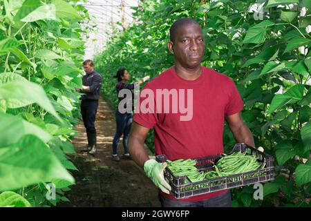 afroamerikanischer Gärtner, der Bohne in Kisten im Gewächshaus trägt Stockfoto