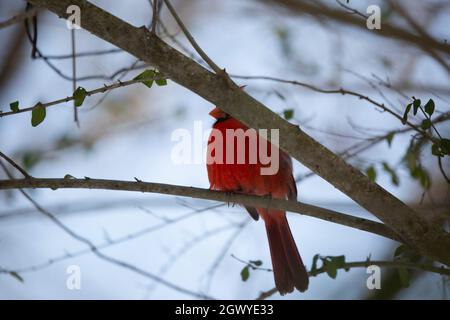 Männlicher Nordkardinal (Cardinalis cardinalis), mit aufliegenem Kamm, etwas versteckt hinter einem Ast Stockfoto