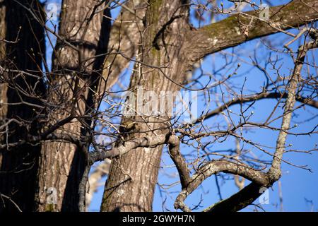 Carolina Chickadee (Poecile carolinensis), die auf einem Baumglied thront und einen Snack isst Stockfoto