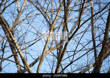 Carolina-Windhauch (Poecile carolinensis), der auf einem Baumglied thront Stockfoto