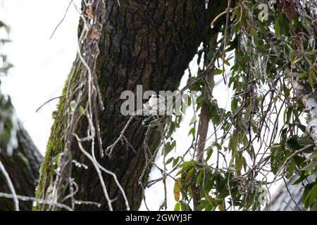 Carolina Chickadee (Poecile carolinensis) thront auf einem Baumglied in der Nähe von klarem Eis Stockfoto