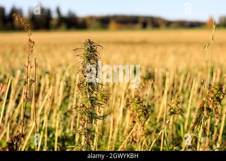 Hanfpflanze mit niedrigem THC-Gehalt, Cannabis sativa, mit geerntetem Hanffeld im Hintergrund. In Finnland wird Hanf im September-Oktober geerntet. Stockfoto