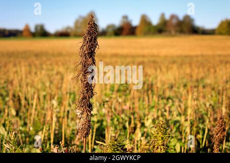 Niedriger THC-Industriehanf, Cannabis sativa, Pflanze mit geerntetem Hanffeld im Hintergrund. In Finnland wird Hanf im September-Oktober geerntet. Stockfoto