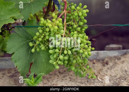 Grüne Trauben im Garten, bereit für die Ernte. Kleine Beeren voller Vitamine. Zukünftiger Weißwein. Frische Luft am Sommertag. Stockfoto