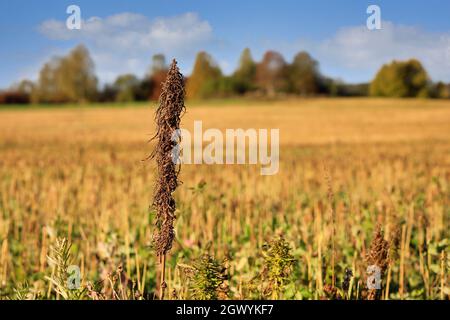 Hanfpflanze mit niedrigem THC-Gehalt, Cannabis sativa, mit geerntetem Hanffeld im Hintergrund. In Finnland wird Hanf im September-Oktober geerntet. Stockfoto