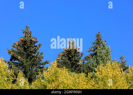 Picea abies, Fichtenspitzen mit vielen Zapfen gegen blauen Himmel an einem sonnigen Tag. Aspen Bäume haben eine lebendige gelbe Farbe. Finnland, September 2021. Stockfoto