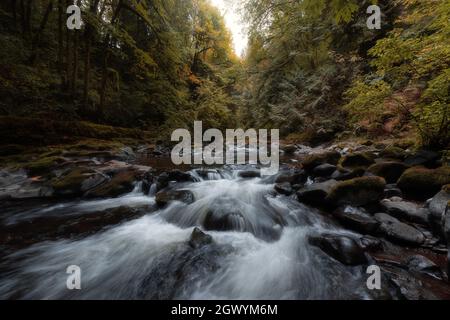 Creek fließt durch die wunderschöne Herbstwaldlandschaft im Pazifischen Nordwesten der Vereinigten Staaten Stockfoto