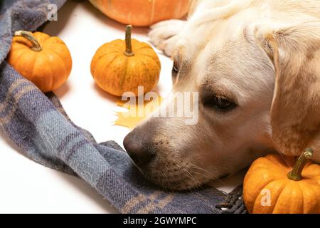 Labrador weißer Hund, der um kleine, orangefarbene Kürbisse herumliegt. Der lange Schal sorgt für Herbststimmung. Notiz von Traurigkeit auf dem Gesicht des Hundes Stockfoto