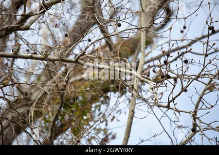 Schwarm von Zedernwachsflügeln (Bombycilla cedrorum), die auf einem Baumglied thront Stockfoto