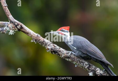 Ein männlicher Pileatspecht ' Dryocopus pileatus ' steht auf einem Zweig auf der Suche nach Nahrung. Stockfoto