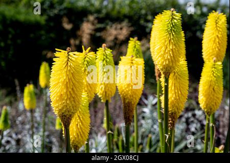 Kniphofia Bees Lemon, Red-hot Poker Bees Lemon, Asphodelaceae. Leuchtend gelbe Blüten im Spätsommer. Stockfoto