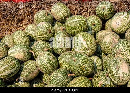 Eine große Sammlung von Feigenblatt-Kürbissen oder siamesischen Kürbissen (Cucurbita fifolia) auf dem Markt an einem sonnigen Herbsttag. Schöner Hintergrund für natura Stockfoto