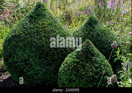 RHS Hyde Hall, Modern Country Garden. Abgeschnitten und getrimmt Eibe und Box, immergrüne Struktur. Stockfoto