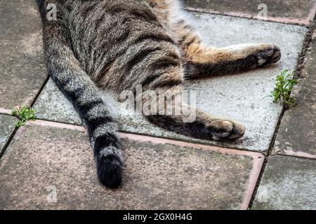 Die tabby Katze liegt auf den alten Pflasterplatten. Stockfoto