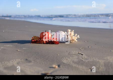 Fall on the Beach Ocean Shore Seashells Thanksgiving Blessings Stockfoto