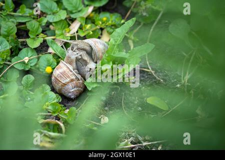 Der Garten ist lebendig: römische Schnecken - Helix pomatia - paaren sich im Garten Stockfoto