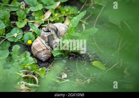 Der Garten ist lebendig: römische Schnecken - Helix pomatia - paaren sich im Garten Stockfoto