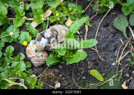 Der Garten ist lebendig: römische Schnecken - Helix pomatia - paaren sich im Garten Stockfoto