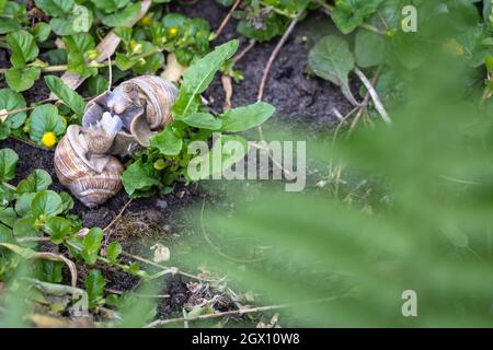 Der Garten ist lebendig: römische Schnecken - Helix pomatia - paaren sich im Garten Stockfoto