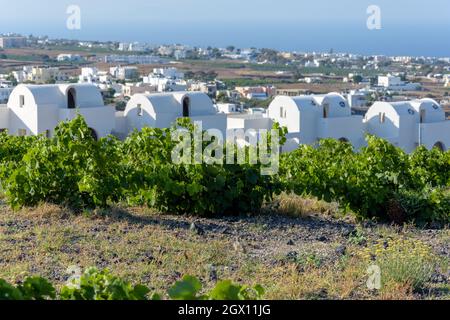 Traditionelle weiß getünchte Häuser neben dem Weinberg in Santorini, Griechenland Stockfoto